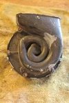 Driver Side Horn From 1970 Lincoln Continental Mark Iii. Fixed Price $20.00.