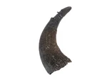 One Large #3 Grade Real North American Buffalo Horn (576-LM3-AS) Y3K. Fixed Price $32.86.