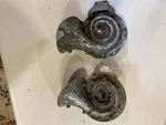 1948-1950 Packard Oem Original Horns, Set Of 2. Fixed Price $49.00.